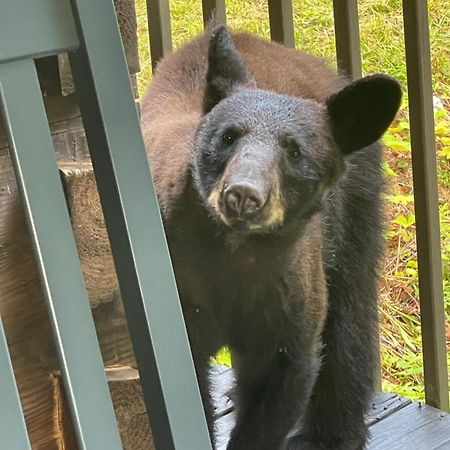 Bears Among Us Villa Gatlinburg Exterior photo